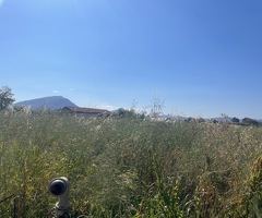 Capaccio Paestum loc Gromola Terreno agricolo