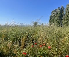 Capaccio Paestum loc Gromola Terreno agricolo