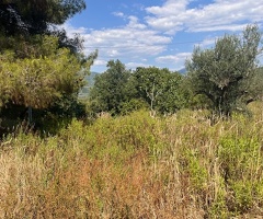 Felitto loc.Margherite Terreno con rudere - 13
